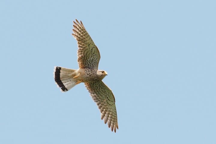 Korčula Bird Watching and Wildlife Photography — Private Lumbarda Hide Experience