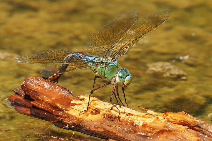 Korčula Bird Watching and Wildlife Photography — Private Lumbarda Hide Experience photo 3