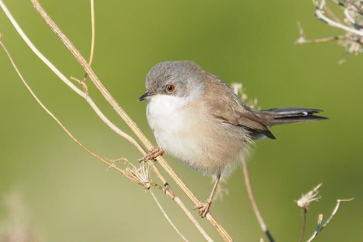 Korčula Bird Watching and Wildlife Photography — Private Lumbarda Hide Experience photo 4