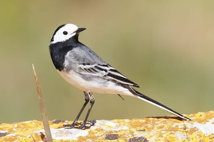 Korčula Bird Watching and Wildlife Photography — Private Lumbarda Hide Experience photo 5