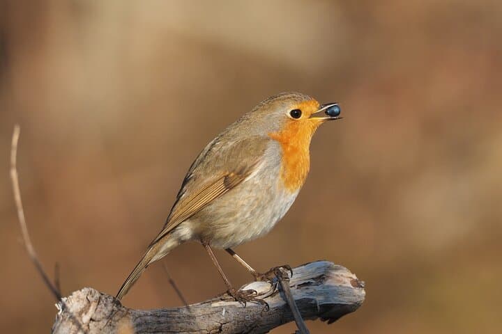 Korčula Bird Watching and Wildlife Photography — Private Lumbarda Hide Experience photo 6