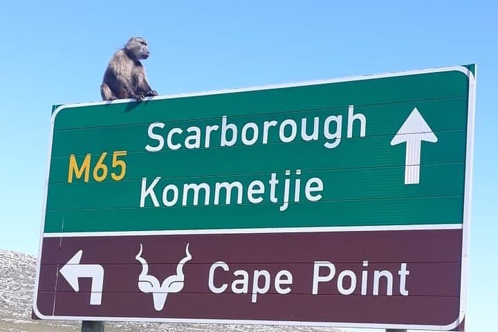 Table Mountain, Boulders Beach & Cape Point: Small-Group Day Tour from Cape Town photo 2