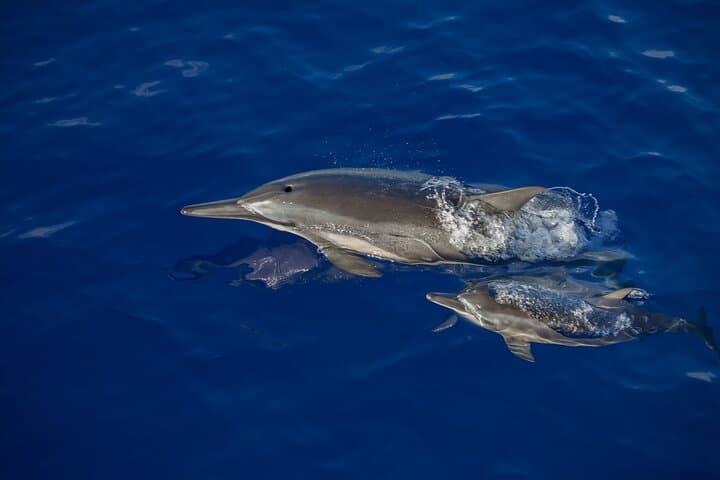 Kona Whale Watch: 2.5-Hour Super-Raft Humpback Cruise photo 6