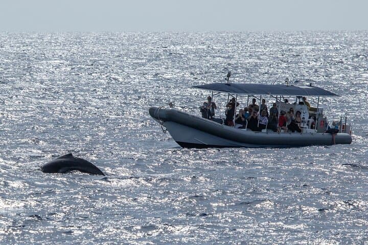 Kona Whale Watch: 2.5-Hour Super-Raft Humpback Cruise photo 5