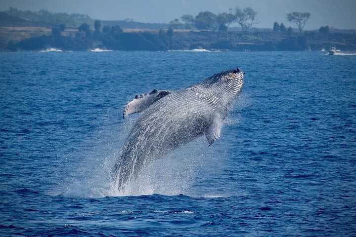 Kona Whale Watch: 2.5-Hour Super-Raft Humpback Cruise