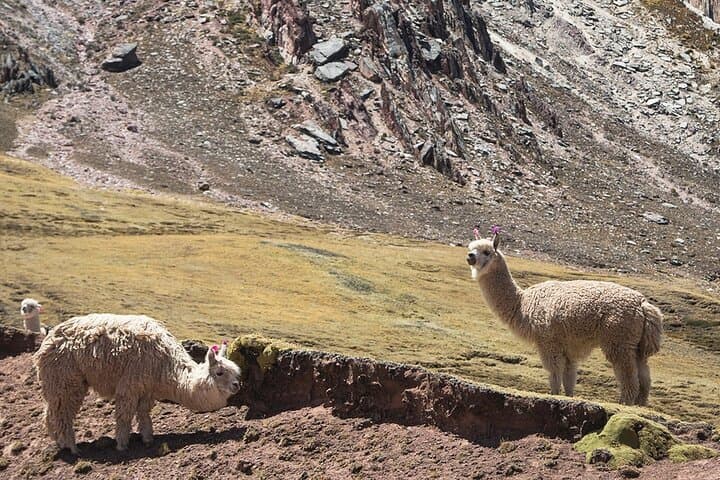 Palccoyo Rainbow Mountain Day Trek: Colorful Peaks Near Cusco photo 4