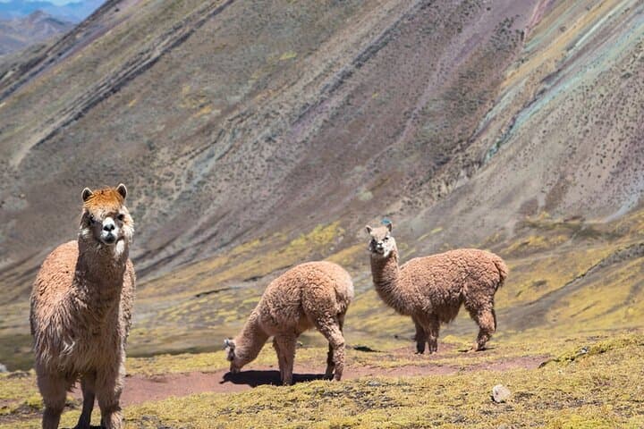 Palccoyo Rainbow Mountain Day Trek: Colorful Peaks Near Cusco photo 6