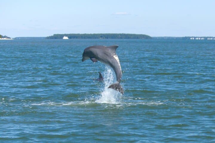 Hilton Head Dolphin Tour: 90-Minute Private Calibogue Sound Cruise photo 1