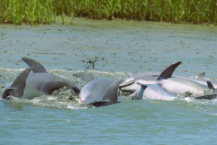 Hilton Head Dolphin Tour: 90-Minute Private Calibogue Sound Cruise photo 4
