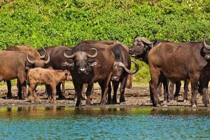 Arusha National Park Day Trip: Momella Lakes, Ngurdoto Crater & Mount Meru Views