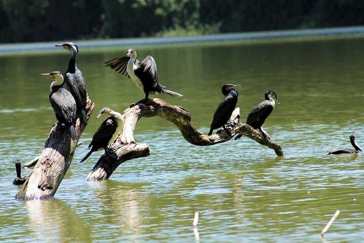 Lake Duluti Canoe & Forest Walk — Arusha Day Adventure photo 6
