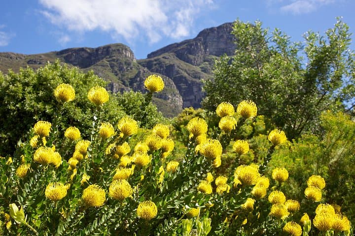 Cape Peninsula Full-Day: Kirstenbosch, Bo-Kaap, Boulders & Cape Point Tour photo 2