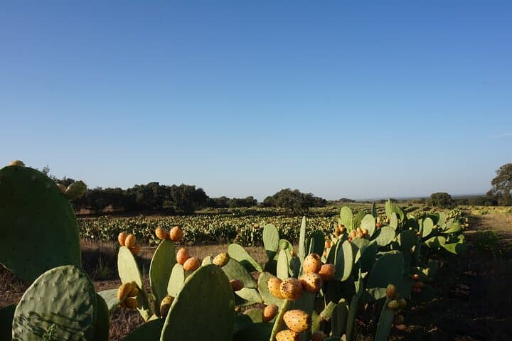 Cork and Prickly Pear Tour: Private Pepe Aromas Walk & Bike in Alentejo photo 2
