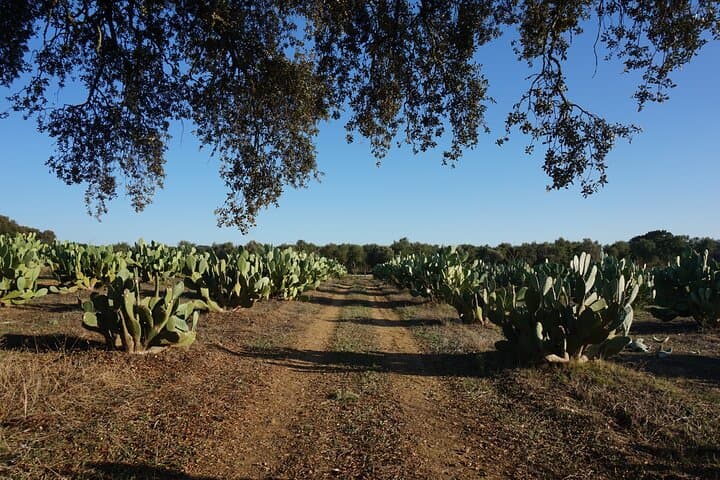 Cork and Prickly Pear Tour: Private Pepe Aromas Walk & Bike in Alentejo photo 4