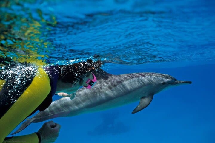 Hurghada Dolphin House: Full-Day Snorkel & Wild Dolphin Watching in the Red Sea photo 3