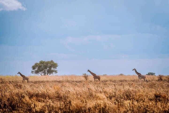 Full-Day Mikumi National Park Safari with SGR Transfer from Dar es Salaam photo 3