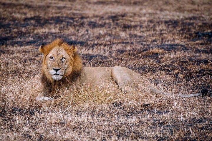 Full-Day Mikumi National Park Safari with SGR Transfer from Dar es Salaam photo 4