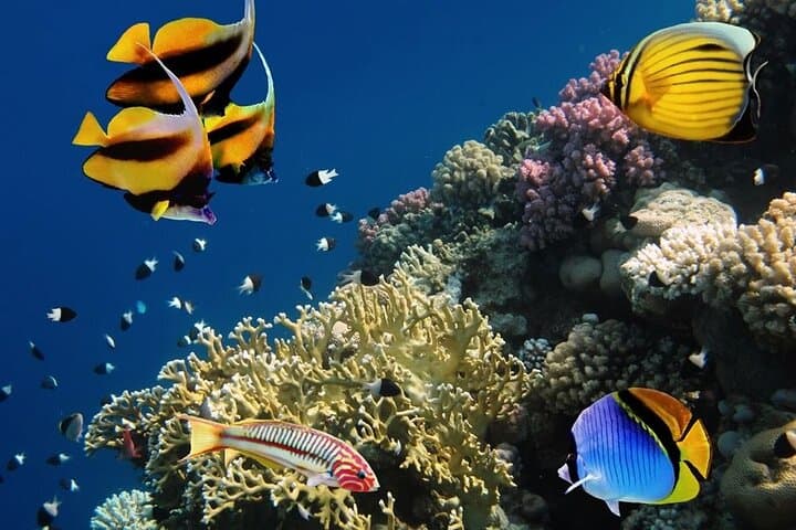 Private Snorkeling & Island Hopping Day Trip from Hurghada photo 2