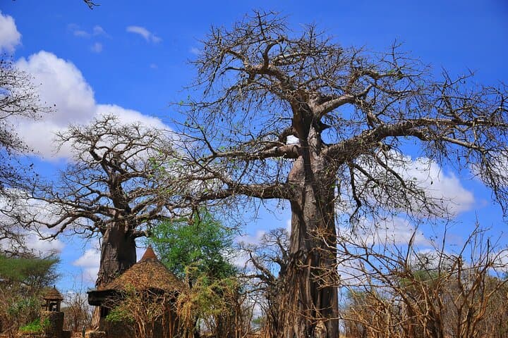Full-Day Mikumi National Park Safari with SGR Transfer from Dar es Salaam photo 1
