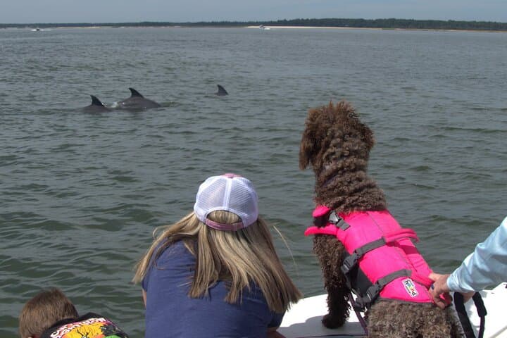 Hilton Head Dolphin Tour: 90-Minute Private Calibogue Sound Cruise photo 3