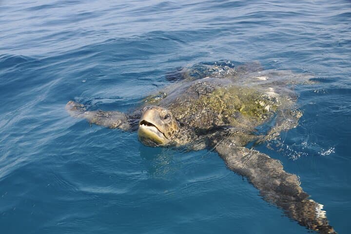 Galapagos Islands 7-Day Wildlife and Snorkel Tour from Puerto Ayora photo 5