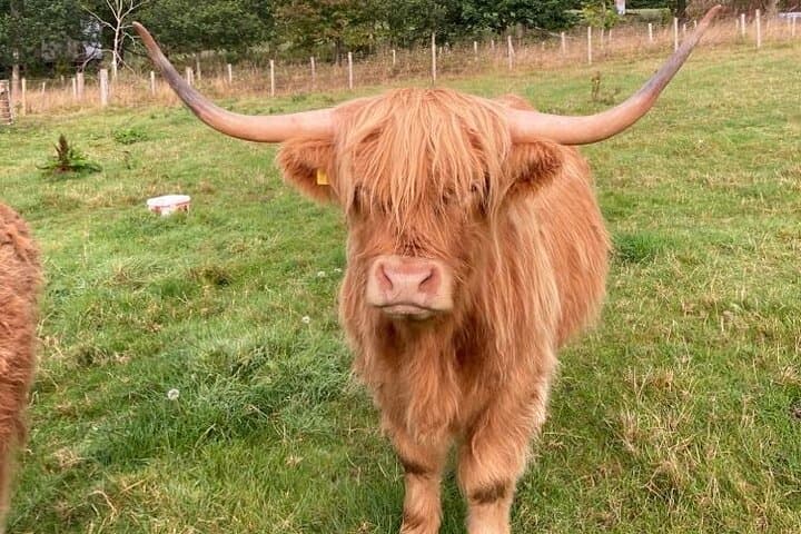 Winter Outlander Tour Inverness: Culloden, Beauly & Historic Highland Sites photo 4