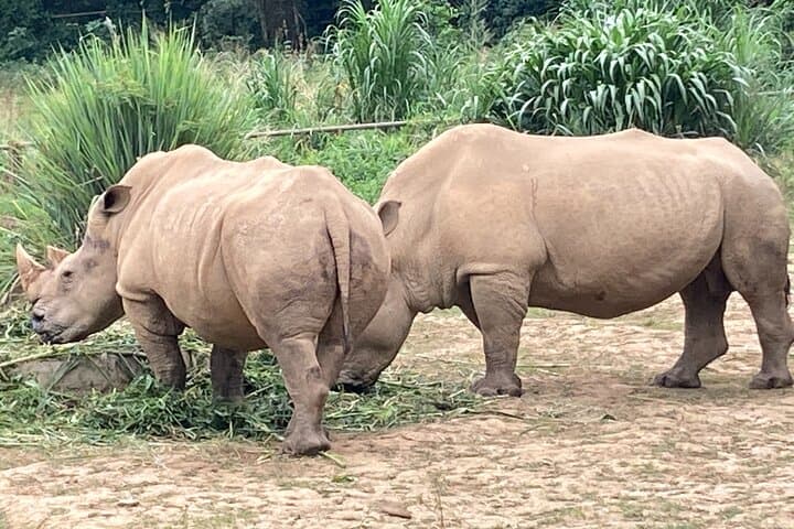 Entebbe Zoo Walking Tour — Close Encounters on Lake Victoria’s Shore