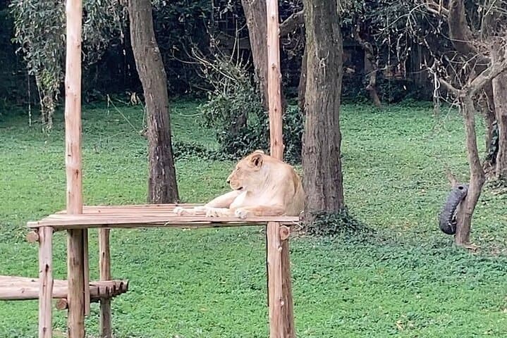 Entebbe Zoo Walking Tour — Close Encounters on Lake Victoria’s Shore photo 2