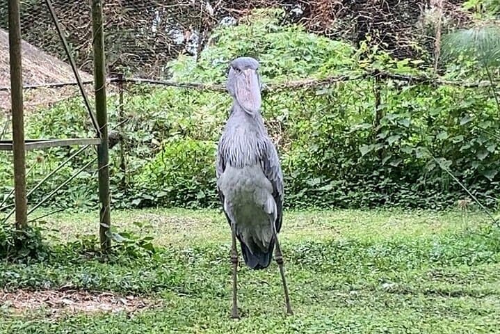 Entebbe Zoo Walking Tour — Close Encounters on Lake Victoria’s Shore photo 3