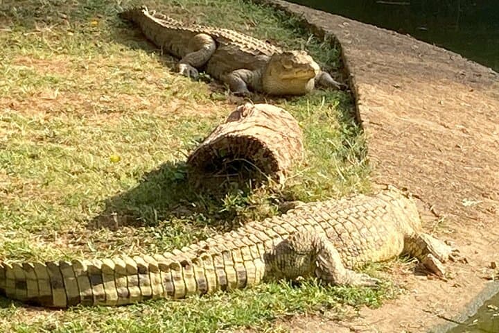Entebbe Zoo Walking Tour — Close Encounters on Lake Victoria’s Shore photo 4