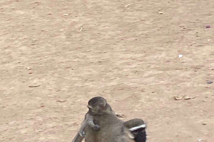 Entebbe Zoo Walking Tour — Close Encounters on Lake Victoria’s Shore photo 5