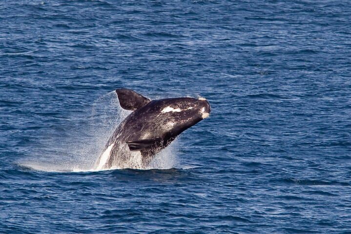 Hermanus Whale Watching Private Tour: Southern Right Whale Boat & Cliff Path Experience