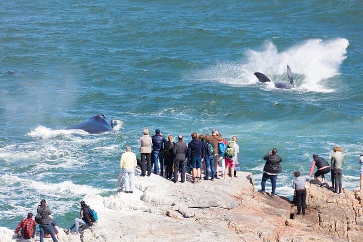 Hermanus Whale Watching Private Tour: Southern Right Whale Boat & Cliff Path Experience photo 6