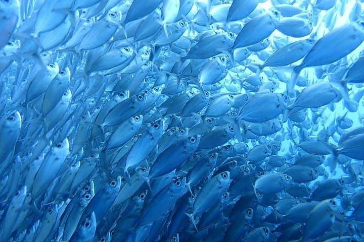 Oslob Whale Sharks & Moalboal Sardine Run: Full-Day Snorkel from Cebu photo 2