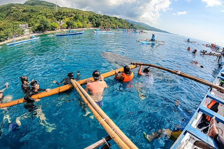 Oslob Whale Sharks & Moalboal Sardine Run: Full-Day Snorkel from Cebu photo 3