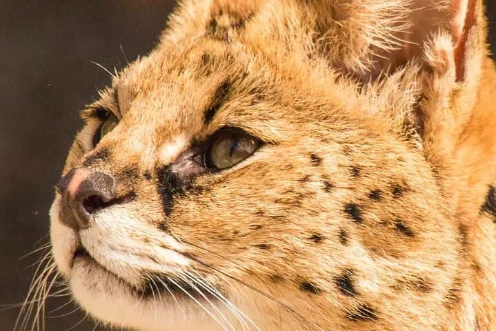 Up Close with Servals: African Cat Keeper Experience at Werribee Open Range Zoo photo 2