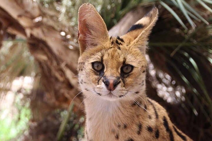 Up Close with Servals: African Cat Keeper Experience at Werribee Open Range Zoo