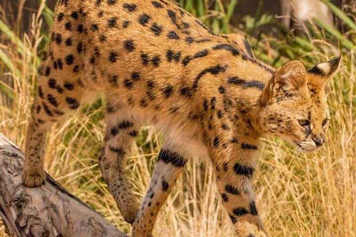 Up Close with Servals: African Cat Keeper Experience at Werribee Open Range Zoo photo 3