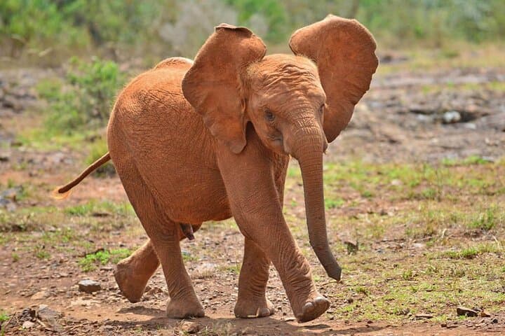 Visiting David Sheldrick Elephant Orphanage — Nairobi Half-Day Wildlife Experience photo 6