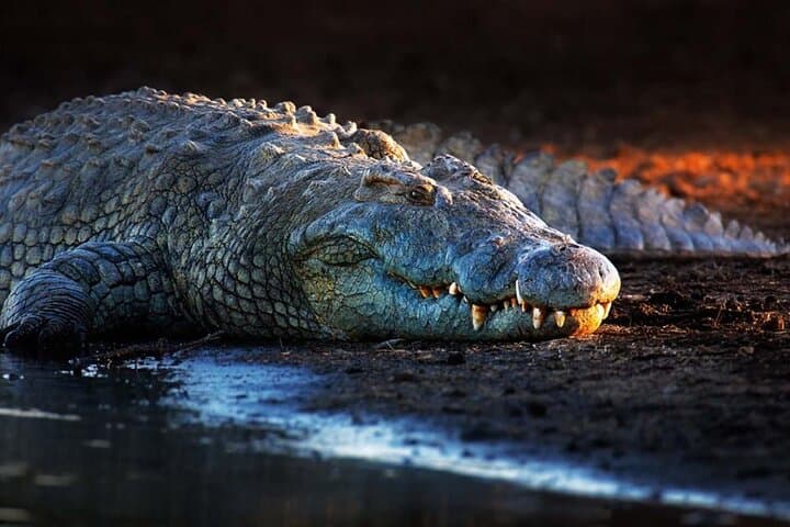 Visiting Dubai Crocodile Park: Nile Crocodiles, Aquarium & Family-Friendly Exhibits photo 1