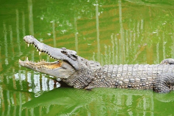 Visiting Dubai Crocodile Park: Nile Crocodiles, Aquarium & Family-Friendly Exhibits photo 3