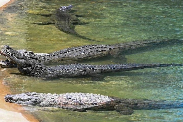 Visiting Dubai Crocodile Park: Nile Crocodiles, Aquarium & Family-Friendly Exhibits photo 4
