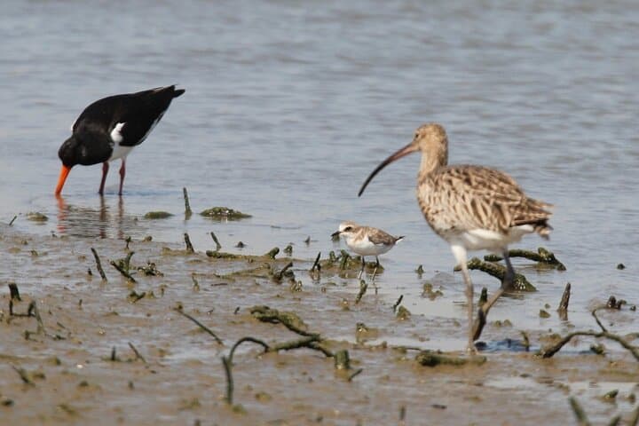 Half-Day Ria Formosa Walking Tour: Birdwatching, Dunes & Coastal Wetlands photo 2