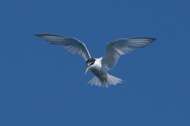Half-Day Ria Formosa Walking Tour: Birdwatching, Dunes & Coastal Wetlands photo 5