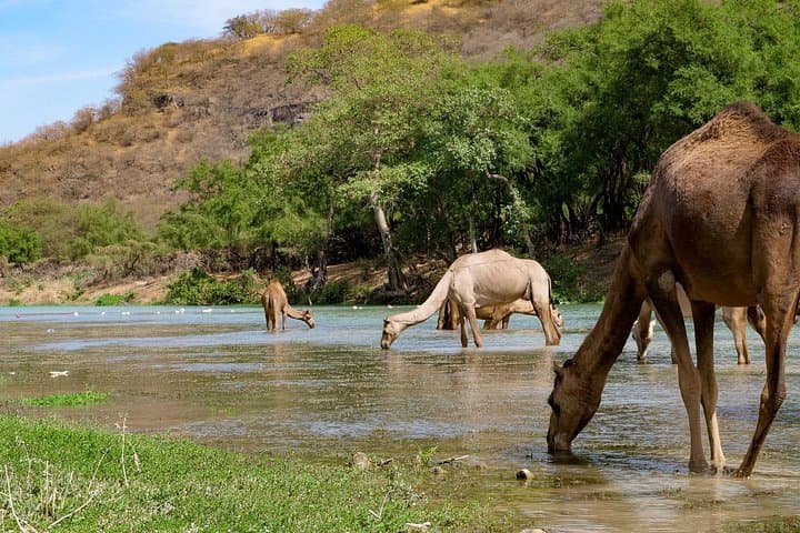 Salalah Full-Day Private Guided Mountain Safari: Wadi Darbat, Tawi Attair & Jabal Samhan photo 2