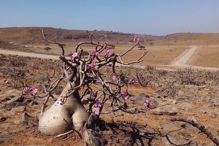 Salalah Full-Day Private Guided Mountain Safari: Wadi Darbat, Tawi Attair & Jabal Samhan photo 3
