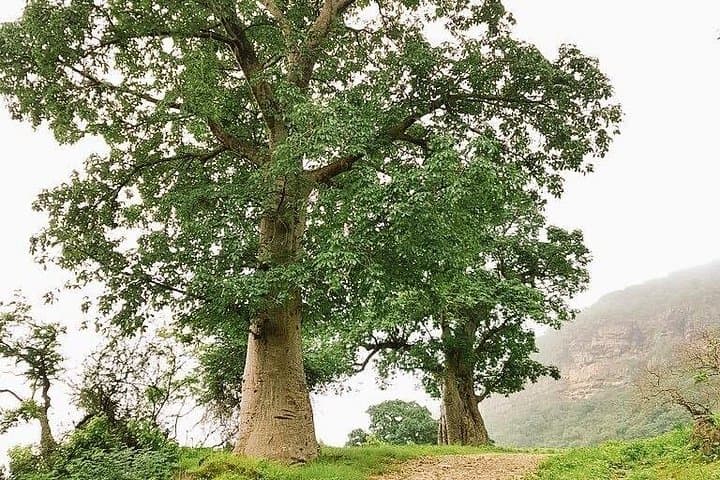 Salalah Full-Day Private Guided Mountain Safari: Wadi Darbat, Tawi Attair & Jabal Samhan photo 4
