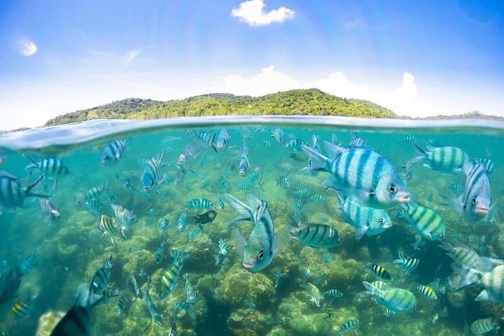 Koh Samui Pig Island & Koh Tan Snorkel Speedboat Tour photo 5