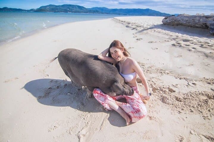 Koh Samui Pig Island & Koh Tan Snorkel Speedboat Tour