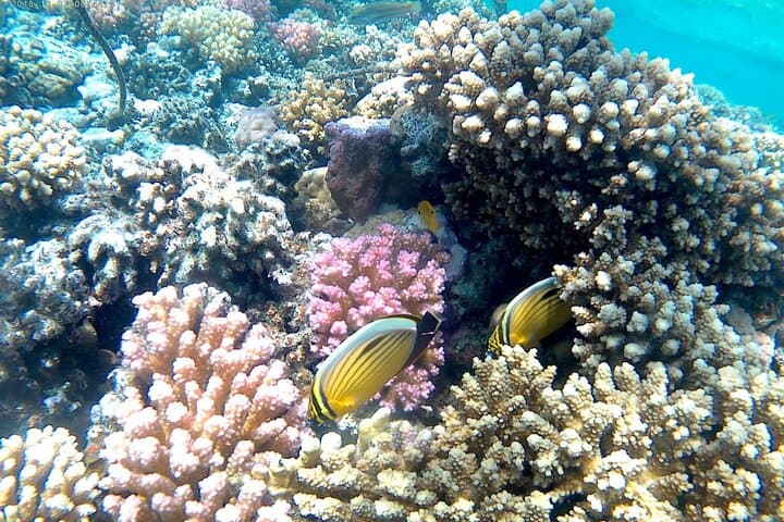 Hurghada Speedboat Snorkel and Inflatable Ride Combo photo 4